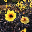 Kyra Carlson - @oceankyra - Twitter