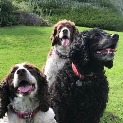 Ronnie & Isky the 2 special Bohill spaniels, accompanied by PussPuss. Brilliant Brogie🌈Super Snoopy🌈 & Marvellous Mo are OTRB