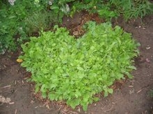 BHLocavore's profile picture. Planting, growing, harvesting and talking about it. Locavore living in the beautiful Black Hills of South Dakota!