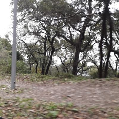 oliviaGasa's profile picture. La creatividad