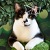 Lady Dinah's Cats (@ladydinahscats) Twitter profile photo Lady Dinah's Cats (@ladydinahscats) Twitter profile photo