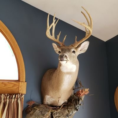 knash840's profile picture. Love the outdoors & hunting whitetail deer and Nascar