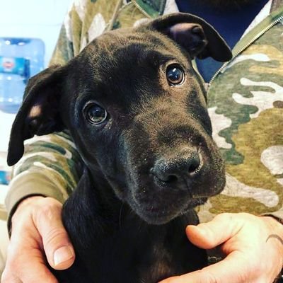 Wmanimalshelter's profile picture. 500 South Loop Rd., West Memphis, AR

 870 732 7599