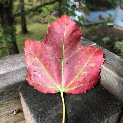 UncommonSentz's profile picture. Tired of the PC BS. Sadly, common sense is not very common. Rationality is on the ropes. if we don’t work out our differences, we are doomed.