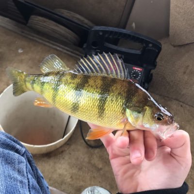 Puppyloverholly's profile picture. 