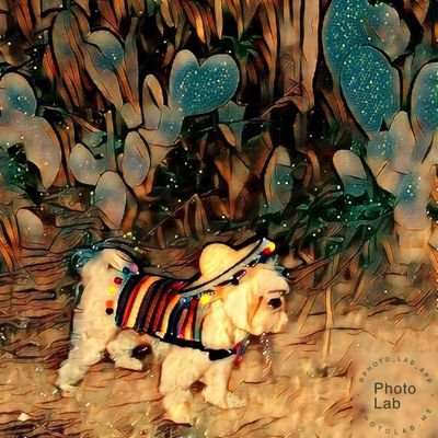 cottancandywolf's profile picture. Dead or just asleep?