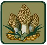 P. Dickey's makes gourmet wild mushroom salts, dip mixes and other tasty wild mushroom products.