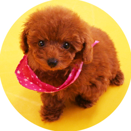 ティーカッププードルカフェ 原宿プードル Harajuku Poodle Twitter