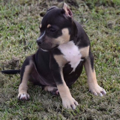 BossHogin15's profile picture. Fuck with cha boi