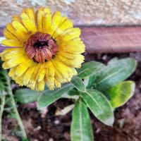 Ahmed Alhaidari (@haidarsm) Twitter profile photo