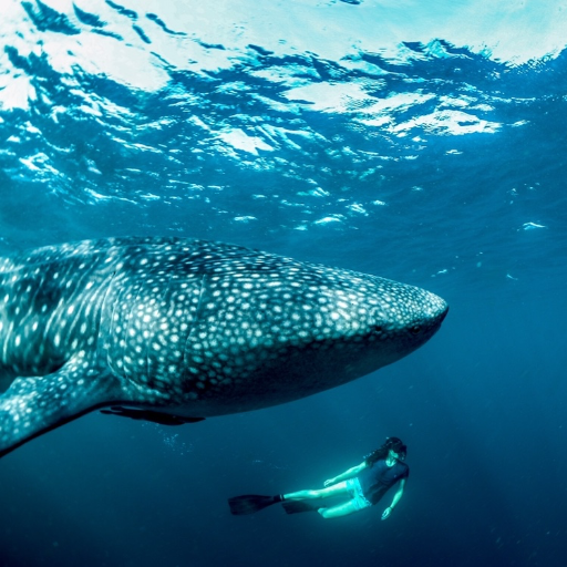 FreyaWomersley's profile picture. Marine Ecologist | Postdoctoral Researcher @thembauk funded by @ERC_Research | Interested in conservation via biologging, mapping, modelling