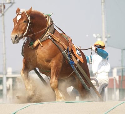 競馬（特にばんえい競馬）とヤクルトスワローズファンです
ヤクルトは「アトムズ」の頃から（歳がばれます）（笑）
勝ったら喜びます。負けたら明日に期待します。前向にファンしてます。
無言フォロー失礼するときがあります。無言フォロー大歓迎します!