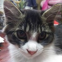 ウォッカ (@pgftvwb5263g2mk) 's Twitter Profile