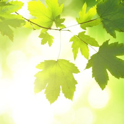glenhavenma's profile picture. Green/Snow & Ice Management Industry Advisor