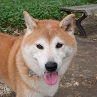 けんた君 (@kentakun_hachi) 's Twitter Profile