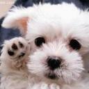 Sarah Lau - @lazybumx3 - Twitter