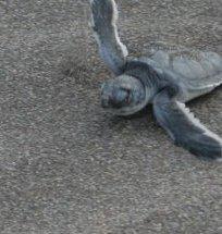 LATLittleThing's profile picture. A tumblelog about miniature and tiny things.