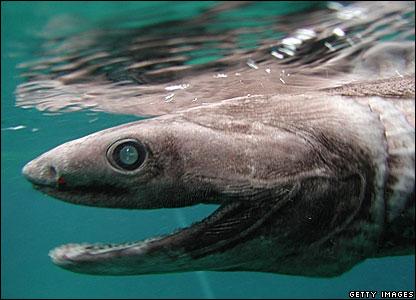 Bcommercial's profile picture. Free Speech Costs Nothing & Everyone's free speech must be equal.👍