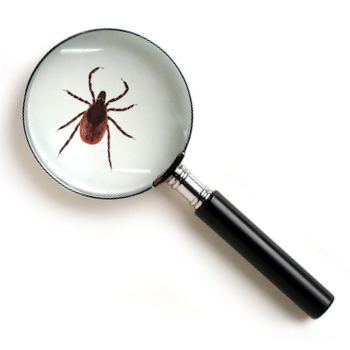 Rapid, confidential & expert identification of bed bugs, ticks, head lice, fleas, flies, mites & other pests. We offer tick pathogen testing services too.
