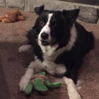 SonofaBeach (@stephen34114659) 's Twitter Profile