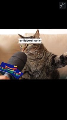 OrdinariaUnilab's profile picture. vida de universitários, memes e muita zoação