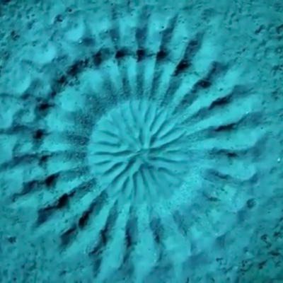 koooooorn's profile picture. 