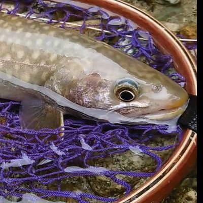 Ts Fly Fishing 源流イワナです 綺麗なイワナですね 渓流釣り 渓流 フライフィッシング Flyfishing フィッシング Fishing 山 川 トラウト 鱒 マス トラウトフィッシング 釣り Iwana Trout Troutfishing 秋田 Char Mountain River Ts Fly Fishing 源流イワナです 綺麗なイワナですね 渓流釣り 渓流 フライフィッシング Flyfishing フィッシング Fishing 山 川 トラウト 鱒 マス トラウトフィッシング 釣り Iwana Trout Troutfishing 秋田 Char Mountain River