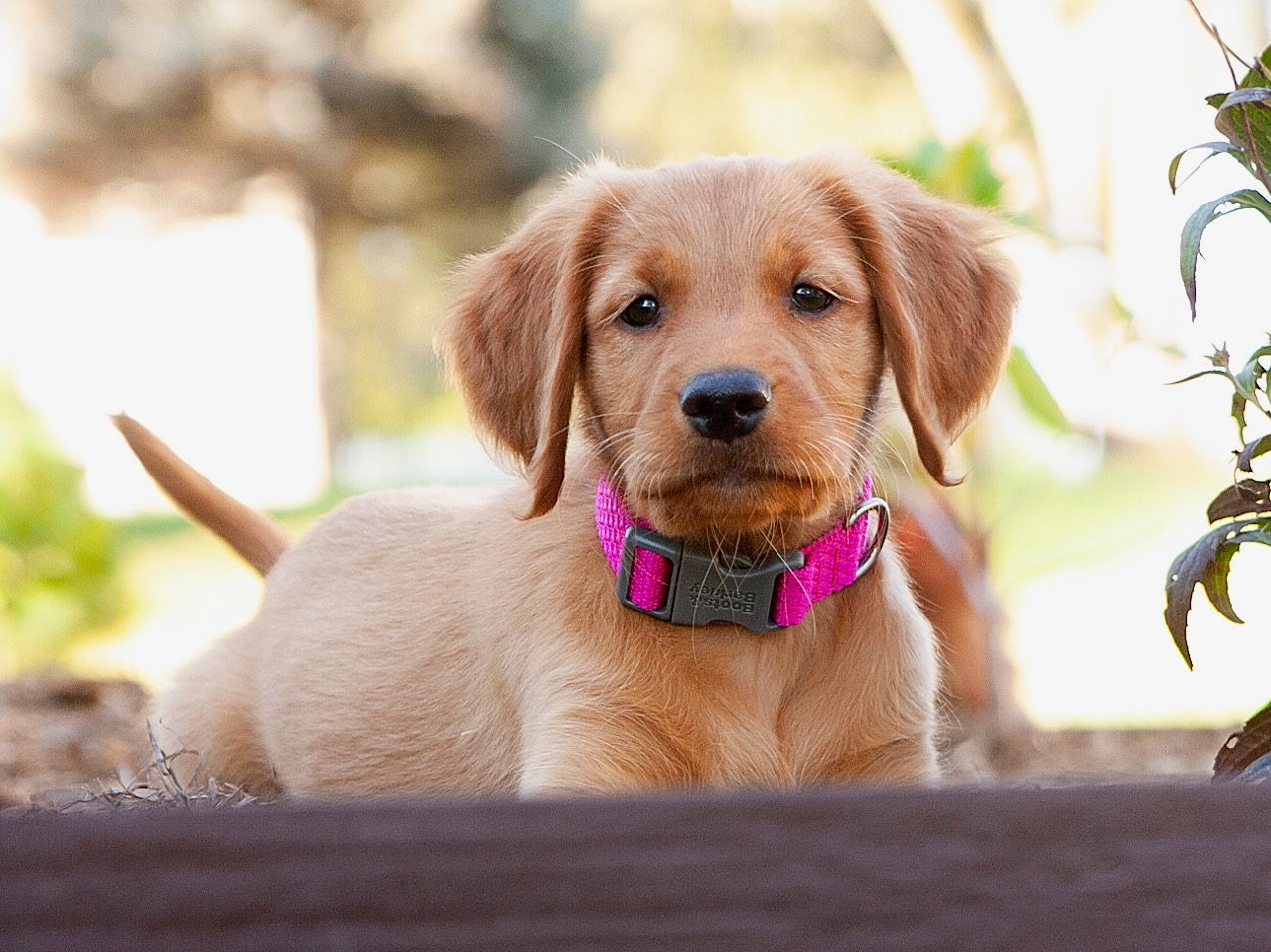 I'm a good dog, except when I drag dad's underwear out the dog door.