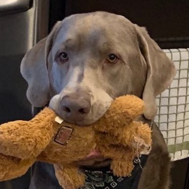 They call me Mr. Handsome. Snore like an old man. Lover, not a fighter. 120lb lap dog. Favorite game is zooming around the couch. Silver lab born 3/9 #ginnoinu