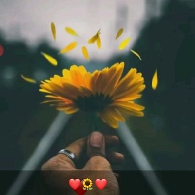 SentimentoReal5's profile picture. o sentimento nunca deve ficar guardado dentro do coração, mas sim mostrado para ao mundo 🌻💔❤️