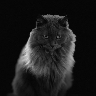 ZeldaRibbons's profile picture. weirjowiejioj jjjjjjjjjjjjjjjjjj