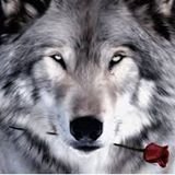 AnibalB87550711's profile picture. Muitos tem a oportunidade de serem aquilo que querem, alguns escolhem ser ovelhas, outros preferem ser lobos.