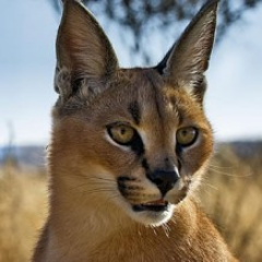 NICKMERCsPanda's profile picture. 