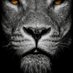 Black Lion💰🇷🇺🇲🇽🇺🇸 (@otello2011) Twitter profile photo Black Lion💰🇷🇺🇲🇽🇺🇸 (@otello2011) Twitter profile photo