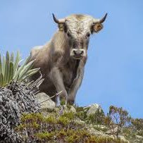 ioncesawanox's profile picture. Broker of draft animals throughout the NW. Paul/Amash 2024 (possibly sooner)