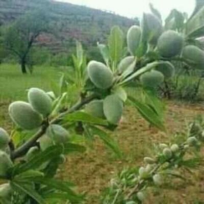 HananLabd's profile picture. OM amina