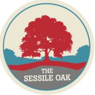 Sessile Oak Llanelli