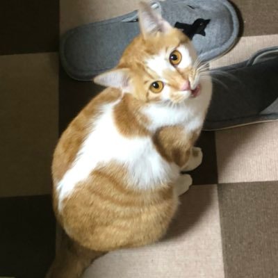 wiseowl10's profile picture. 車とかゲームとか趣味を呟くアカウント。  ITエンジニア兼、管理職のプレイングマネージャー