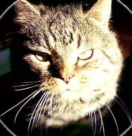 Katzbert's profile picture. Es twittern: Honest Joe & Mr. X