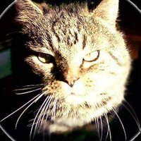 Praktikant Boerzel (@katzbert) 's Twitter Profile