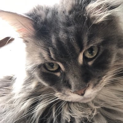 ろばたま Pa Twitter 神々しい メインクーン イケメン 猫 かっこいい猫 可愛い猫 ねこ ネコ