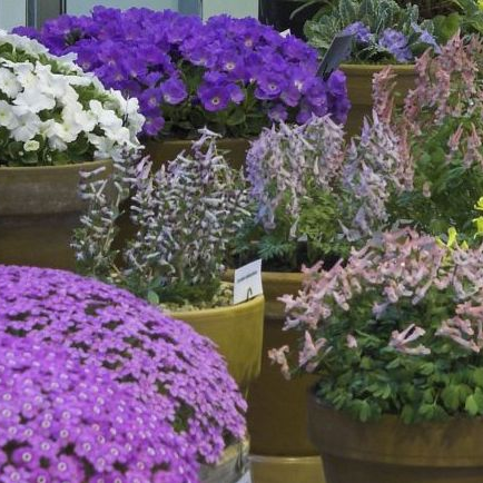 A Joint Committee of the RHS, AGS and SRGC concerned with Alpines, Rock Garden Plants and Dwarf Bulbs. We give RHS Awards and organise Trials for these plants.