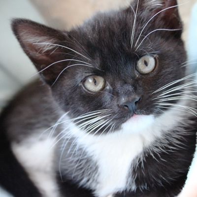 All things cat! Photos and more of sisters Bob & Mini, plus retweets of furry friends 😺