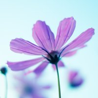 らーた (@ratatori11) 's Twitter Profile