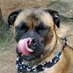 MokeyDoozer (@doozermokey) Twitter profile photo MokeyDoozer (@doozermokey) Twitter profile photo