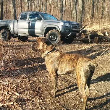 2 Mastiffs & a Tacoma.