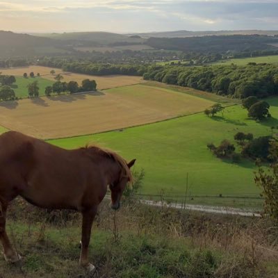 findon_watch's profile picture. Shining a light on Findon