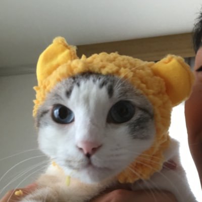 猫好き/ps4.pcゲーム好き/釣り/YouTube/札幌住み