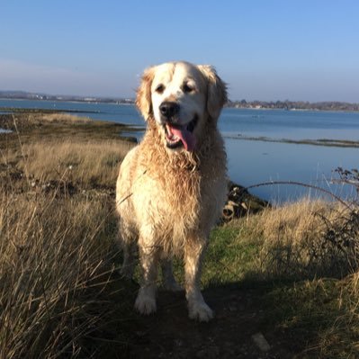 I'm a golden retriever who likes muddy puddles and big sticks. I love food (any type). My mum is @portsmouthinfo