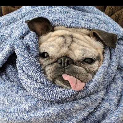 Our mission is to save abandoned & surrendered Pugs in California. We rescue, rehabilitate and find them forever homes. https://t.co/fVd4vt1Jd1